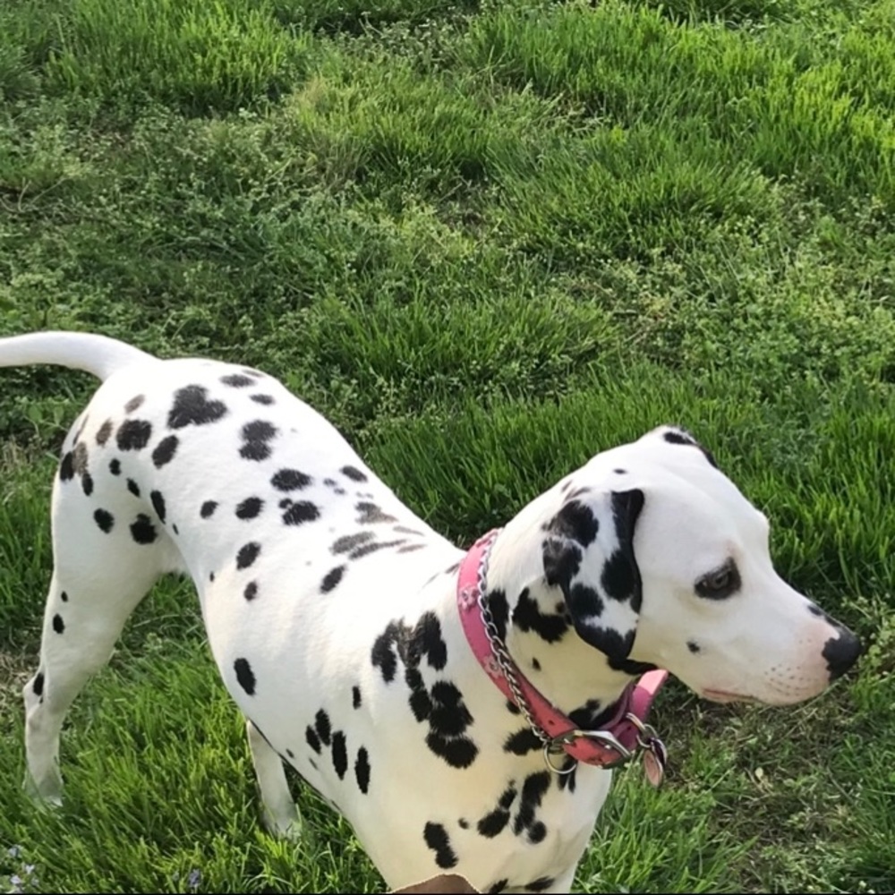My beautiful Dal